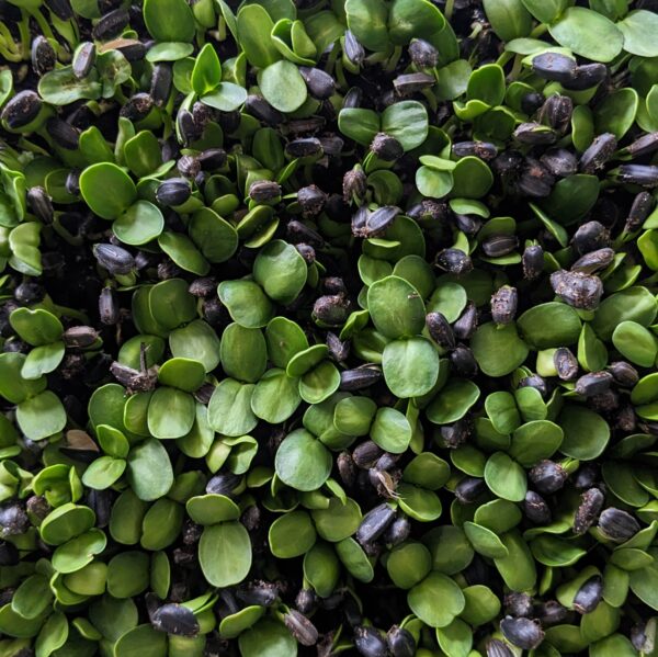 Sunflower Microgreens: 100 grams - Image 2