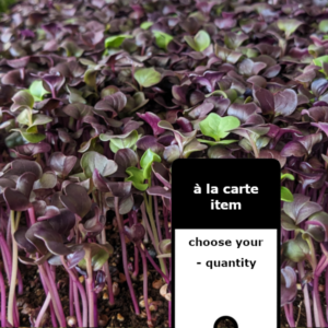 Rambo Radish Microgreens à la carte